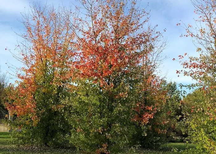 مزرعة للإقامة Cascina San Giorgio فالينزا